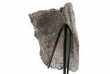 Triassic Amphibian (Metoposaurus) Scapula Bone - Arizona #353410-2